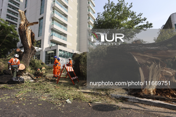 Workers from the City Hall of Sao Paulo and Enel, an electricity distributor and trader, prune a tree that has branches knocked down by stro...