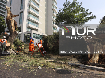 Workers from the City Hall of Sao Paulo and Enel, an electricity distributor and trader, prune a tree that has branches knocked down by stro...