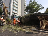 Workers from the City Hall of Sao Paulo and Enel, an electricity distributor and trader, prune a tree that has branches knocked down by stro...