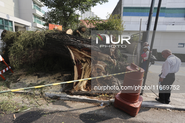 Workers from the City Hall of Sao Paulo and Enel, an electricity distributor and trader, prune a tree that has branches knocked down by stro...