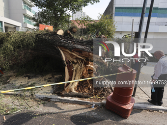 Workers from the City Hall of Sao Paulo and Enel, an electricity distributor and trader, prune a tree that has branches knocked down by stro...