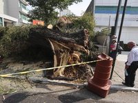 Workers from the City Hall of Sao Paulo and Enel, an electricity distributor and trader, prune a tree that has branches knocked down by stro...