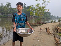 A child sells fish in the early morning in a rural area in Feni, Bangladesh, on October 16, 2024. Many fish enclosures and ponds are washed...