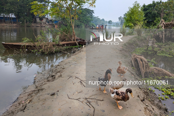 People cross the river by boat in the early morning in a rural area in Feni, Bangladesh, on October 16, 2024. Many fish enclosures and ponds...