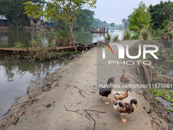 People cross the river by boat in the early morning in a rural area in Feni, Bangladesh, on October 16, 2024. Many fish enclosures and ponds...