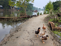 People cross the river by boat in the early morning in a rural area in Feni, Bangladesh, on October 16, 2024. Many fish enclosures and ponds...