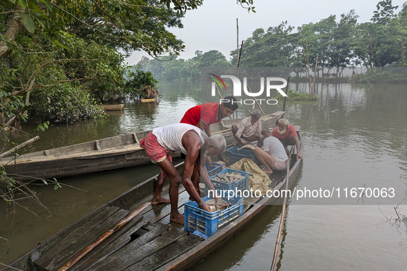 Fishermen go to sell fish in a rural market in a rural area in Feni, Bangladesh, on October 16, 2024. Many fish enclosures and ponds are was...