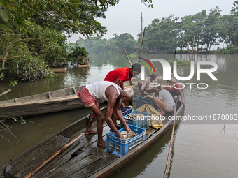 Fishermen go to sell fish in a rural market in a rural area in Feni, Bangladesh, on October 16, 2024. Many fish enclosures and ponds are was...