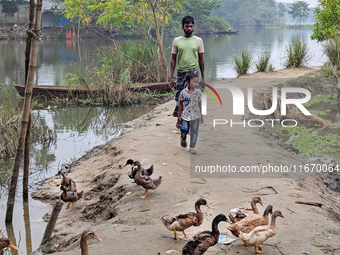 A child walks with his father near the lake in the early morning in a rural area in Feni, Bangladesh, on October 16, 2024. Many fish enclosu...