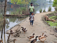 A child walks with his father near the lake in the early morning in a rural area in Feni, Bangladesh, on October 16, 2024. Many fish enclosu...