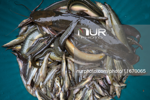 Fishes are kept in a bowl to sell in a rural area in Feni, Bangladesh, on October 16, 2024. Many fish enclosures and ponds are washed away,...