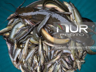 Fishes are kept in a bowl to sell in a rural area in Feni, Bangladesh, on October 16, 2024. Many fish enclosures and ponds are washed away,...