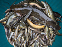 Fishes are kept in a bowl to sell in a rural area in Feni, Bangladesh, on October 16, 2024. Many fish enclosures and ponds are washed away,...