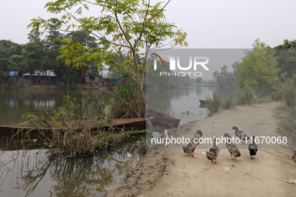 Ducks are seen near the lake in a rural area in Feni, Bangladesh, on October 16, 2024. Many fish enclosures and ponds are washed away, and m...