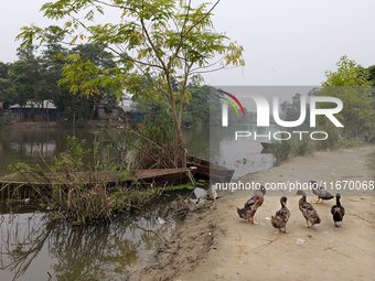 Ducks are seen near the lake in a rural area in Feni, Bangladesh, on October 16, 2024. Many fish enclosures and ponds are washed away, and m...