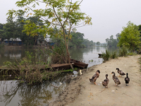 Ducks are seen near the lake in a rural area in Feni, Bangladesh, on October 16, 2024. Many fish enclosures and ponds are washed away, and m...