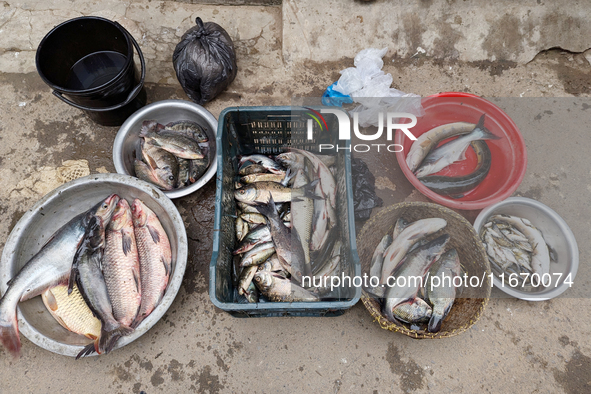 Fishes are kept in a bowl to sell in a rural area in Feni, Bangladesh, on October 16, 2024. Many fish enclosures and ponds are washed away,...