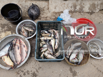 Fishes are kept in a bowl to sell in a rural area in Feni, Bangladesh, on October 16, 2024. Many fish enclosures and ponds are washed away,...