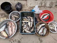 Fishes are kept in a bowl to sell in a rural area in Feni, Bangladesh, on October 16, 2024. Many fish enclosures and ponds are washed away,...