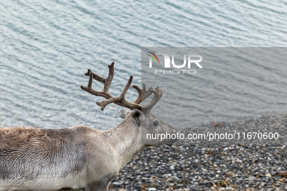 A white reindeer stands on rocky terrain at Nordkapp, Norway, on September 27, 2024. Nordkapp, located at the northernmost point of mainland...