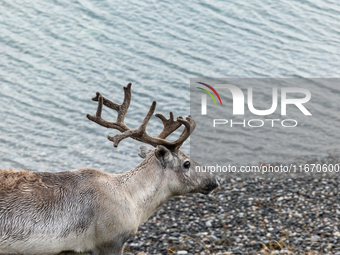 A white reindeer stands on rocky terrain at Nordkapp, Norway, on September 27, 2024. Nordkapp, located at the northernmost point of mainland...