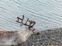 A white reindeer stands on rocky terrain at Nordkapp, Norway, on September 27, 2024. Nordkapp, located at the northernmost point of mainland...