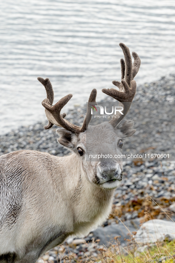 A white reindeer stands on rocky terrain at Nordkapp, Norway, on September 27, 2024. Nordkapp, located at the northernmost point of mainland...