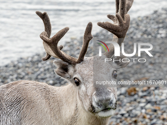 A white reindeer stands on rocky terrain at Nordkapp, Norway, on September 27, 2024. Nordkapp, located at the northernmost point of mainland...