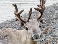 A white reindeer stands on rocky terrain at Nordkapp, Norway, on September 27, 2024. Nordkapp, located at the northernmost point of mainland...