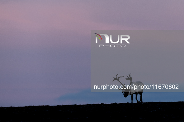 A reindeer stands on rocky terrain at sunset in Nordkapp, Norway, on September 27, 2024. Nordkapp, the northernmost point of mainland Europe...