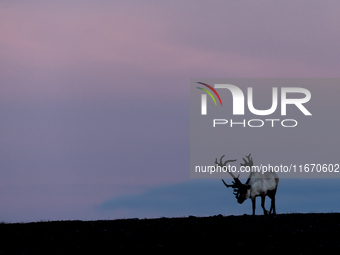 A reindeer stands on rocky terrain at sunset in Nordkapp, Norway, on September 27, 2024. Nordkapp, the northernmost point of mainland Europe...