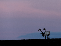 A reindeer stands on rocky terrain at sunset in Nordkapp, Norway, on September 27, 2024. Nordkapp, the northernmost point of mainland Europe...