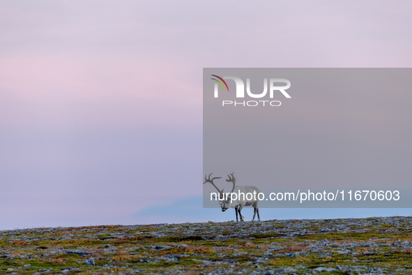 A reindeer stands on rocky terrain at sunset in Nordkapp, Norway, on September 27, 2024. Nordkapp, the northernmost point of mainland Europe...