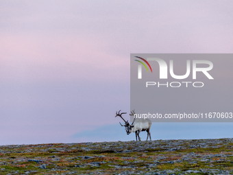 A reindeer stands on rocky terrain at sunset in Nordkapp, Norway, on September 27, 2024. Nordkapp, the northernmost point of mainland Europe...