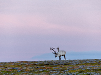 A reindeer stands on rocky terrain at sunset in Nordkapp, Norway, on September 27, 2024. Nordkapp, the northernmost point of mainland Europe...