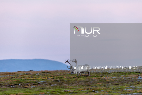 A reindeer stands on rocky terrain at sunset in Nordkapp, Norway, on September 27, 2024. Nordkapp, the northernmost point of mainland Europe...