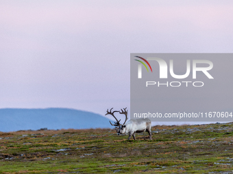 A reindeer stands on rocky terrain at sunset in Nordkapp, Norway, on September 27, 2024. Nordkapp, the northernmost point of mainland Europe...