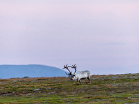 A reindeer stands on rocky terrain at sunset in Nordkapp, Norway, on September 27, 2024. Nordkapp, the northernmost point of mainland Europe...