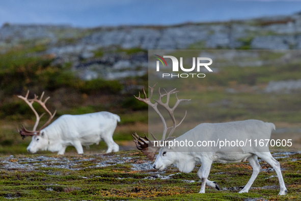 Two white reindeers stands on rocky terrain at Nordkapp, Norway, on September 27, 2024. Nordkapp, the northernmost point of mainland Europe,...