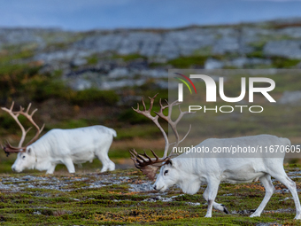 Two white reindeers stands on rocky terrain at Nordkapp, Norway, on September 27, 2024. Nordkapp, the northernmost point of mainland Europe,...