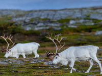 Two white reindeers stands on rocky terrain at Nordkapp, Norway, on September 27, 2024. Nordkapp, the northernmost point of mainland Europe,...