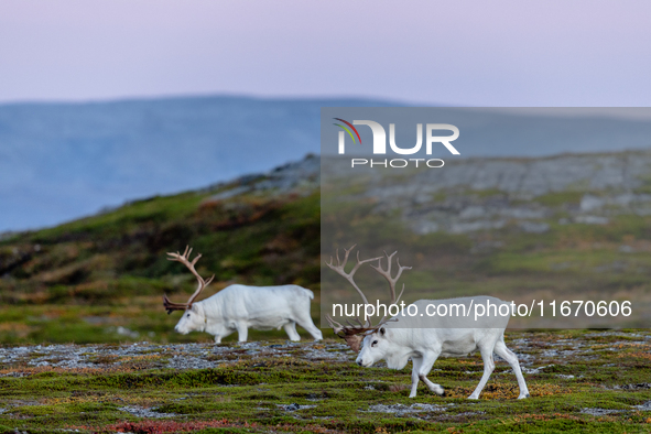 Two white reindeers stands on rocky terrain at Nordkapp, Norway, on September 27, 2024. Nordkapp, the northernmost point of mainland Europe,...