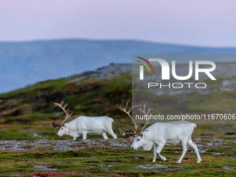 Two white reindeers stands on rocky terrain at Nordkapp, Norway, on September 27, 2024. Nordkapp, the northernmost point of mainland Europe,...