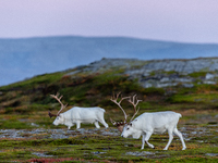 Two white reindeers stands on rocky terrain at Nordkapp, Norway, on September 27, 2024. Nordkapp, the northernmost point of mainland Europe,...