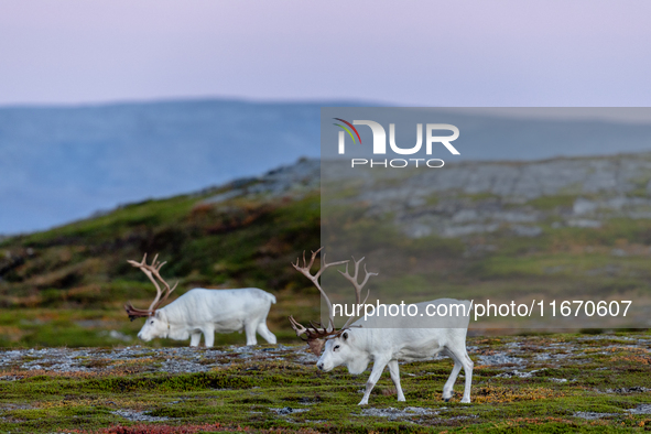 Two white reindeers stands on rocky terrain at Nordkapp, Norway, on September 27, 2024. Nordkapp, the northernmost point of mainland Europe,...