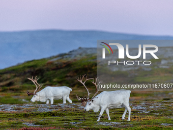 Two white reindeers stands on rocky terrain at Nordkapp, Norway, on September 27, 2024. Nordkapp, the northernmost point of mainland Europe,...