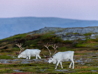 Two white reindeers stands on rocky terrain at Nordkapp, Norway, on September 27, 2024. Nordkapp, the northernmost point of mainland Europe,...