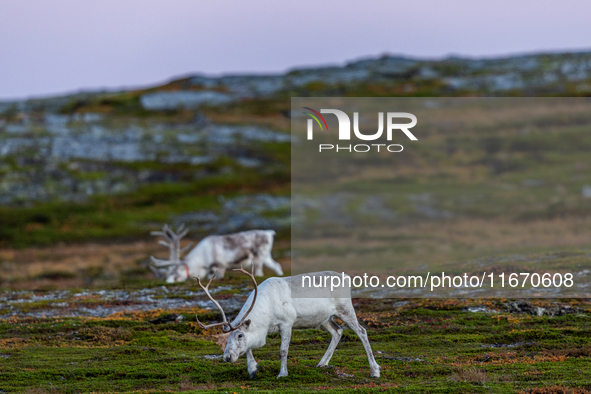 Two white reindeers stands on rocky terrain at Nordkapp, Norway, on September 27, 2024. Nordkapp, the northernmost point of mainland Europe,...