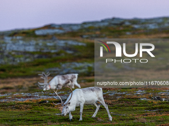 Two white reindeers stands on rocky terrain at Nordkapp, Norway, on September 27, 2024. Nordkapp, the northernmost point of mainland Europe,...