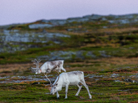 Two white reindeers stands on rocky terrain at Nordkapp, Norway, on September 27, 2024. Nordkapp, the northernmost point of mainland Europe,...